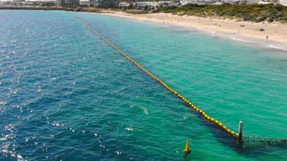 Shark nets on the beaches of Perth and WA's southwest