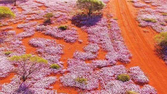 Top 10 wildflower day trips and 23 walking trails close to Perth