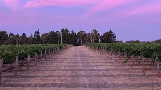 A record-breaking vintage in the Blackwood Valley for 2024