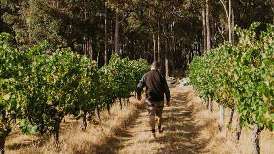 Margaret River experiences earliest vintage on record for 2024