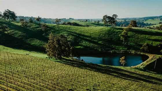 A challenging but fruitful harvest: 2024 Geographe wine vintage report