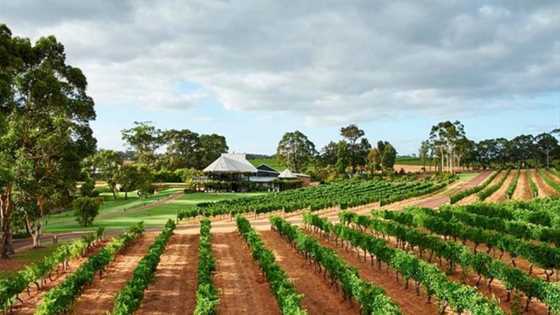 Best wineries for lunch in the Margaret River region