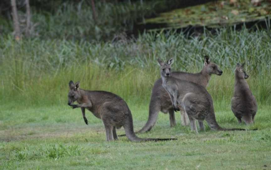 Bellbrae Harvest, Bellbrae, VIC