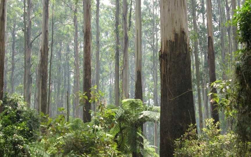 Mountain Element Retreats, Ferny Creek, VIC