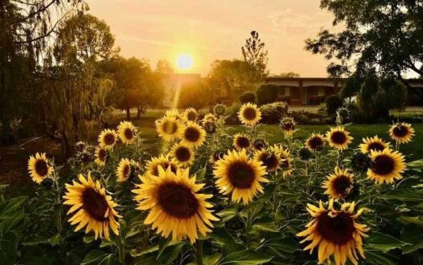 Quirindi Sunflower Motor Inn, Quirindi, NSW