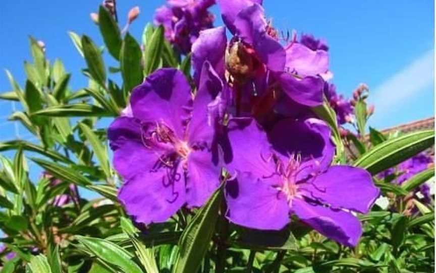 LAVENDER GROVE FARM, Tea Gardens, NSW