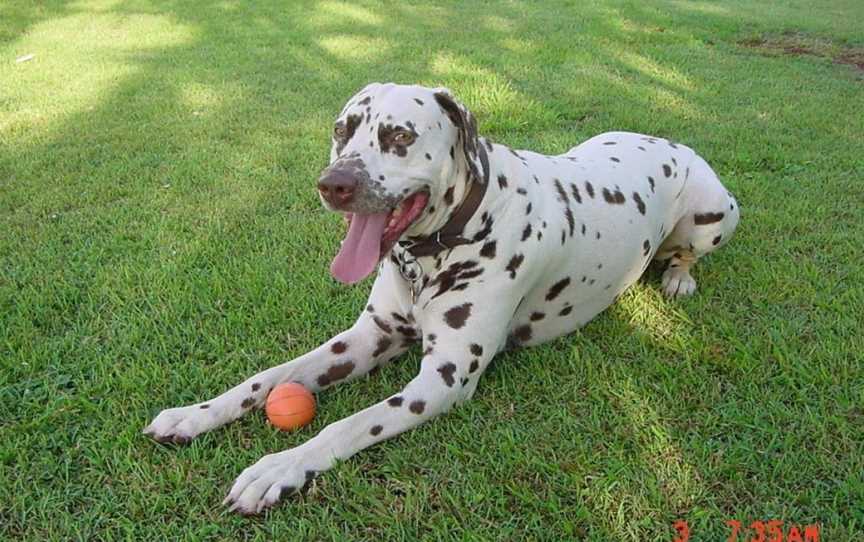 Tropical Coast Retreat - Pet Friendly, Duranbah, NSW