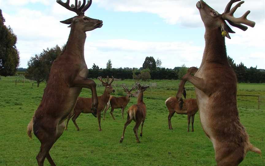 McIvor Lodge, Invercargill, New Zealand