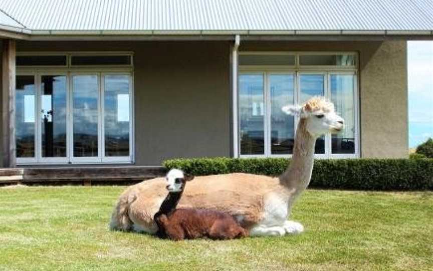 Gallin Farm Alpacas & Farmstay, Masterton, New Zealand