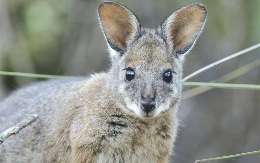 Paruna Sanctuary, Attractions in Gidgegannup