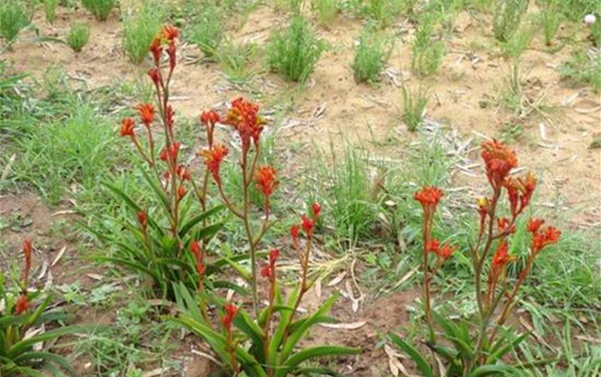 Western Wildflower Farm, Attractions in Moora