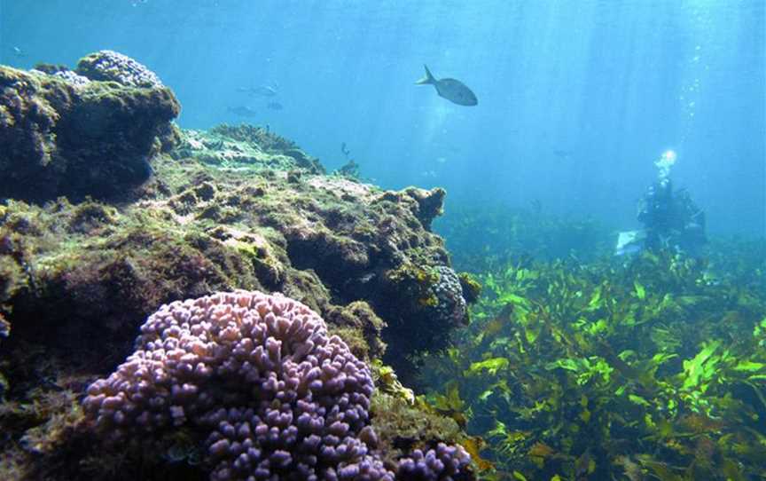 Diving At Swirl Reef, Attractions in Rottnest Island