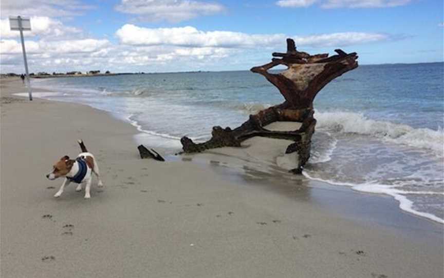 CY O'Connor Dog Beach, Attractions in Coogee