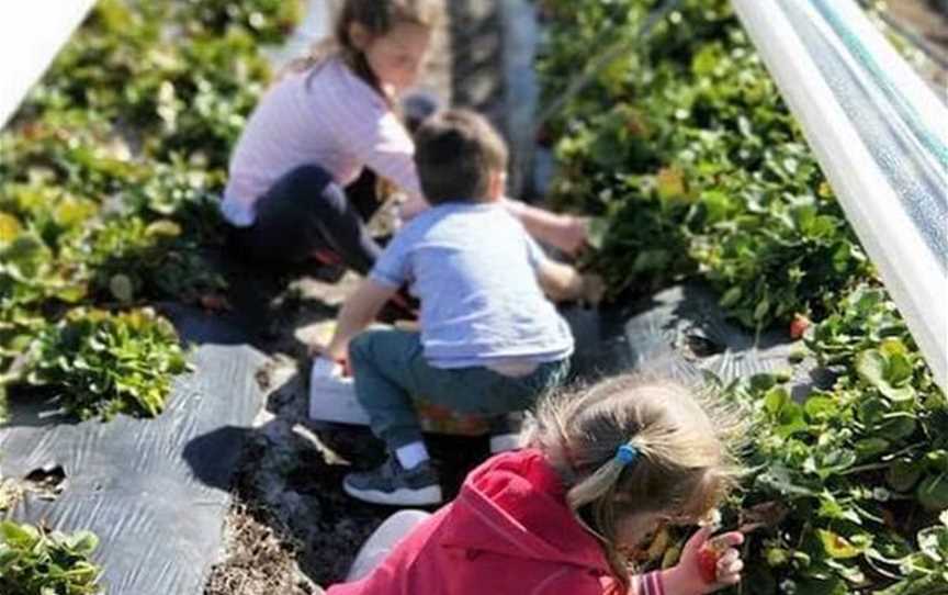 Kien Strawberry Farm, Tourist attractions in Gnangara