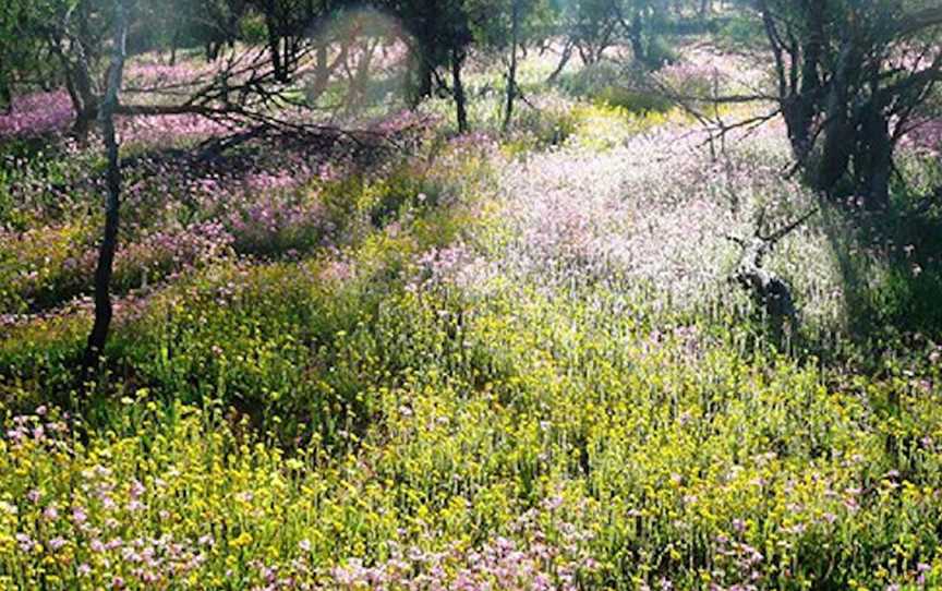 Depot Hill Walk, Attractions in Mingenew