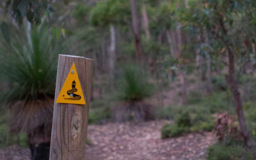 Bibbulmun Track Collie