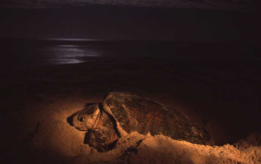 Dirk Hartog Island National Park