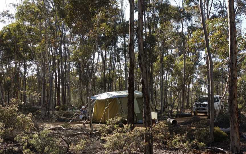 Dryandra Woodland