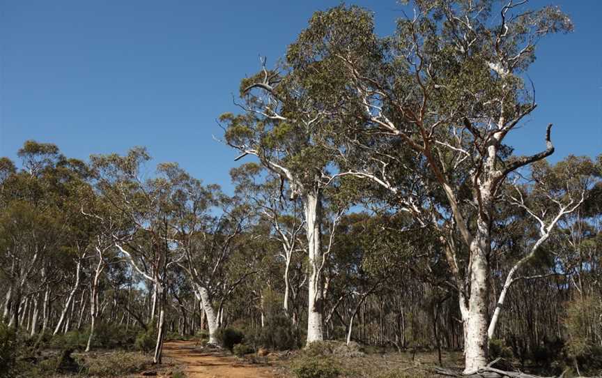 Dryandra Woodland