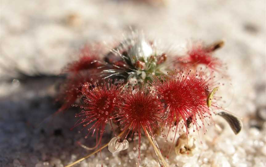 Lesueur National Park