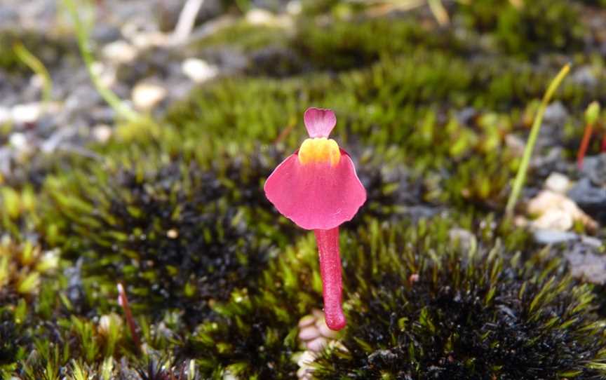 Mount Lindesay National Park