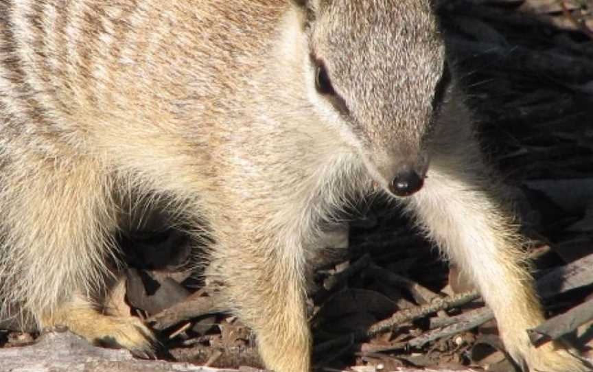 Boyagin Nature Reserve, Attractions in West Pingelly