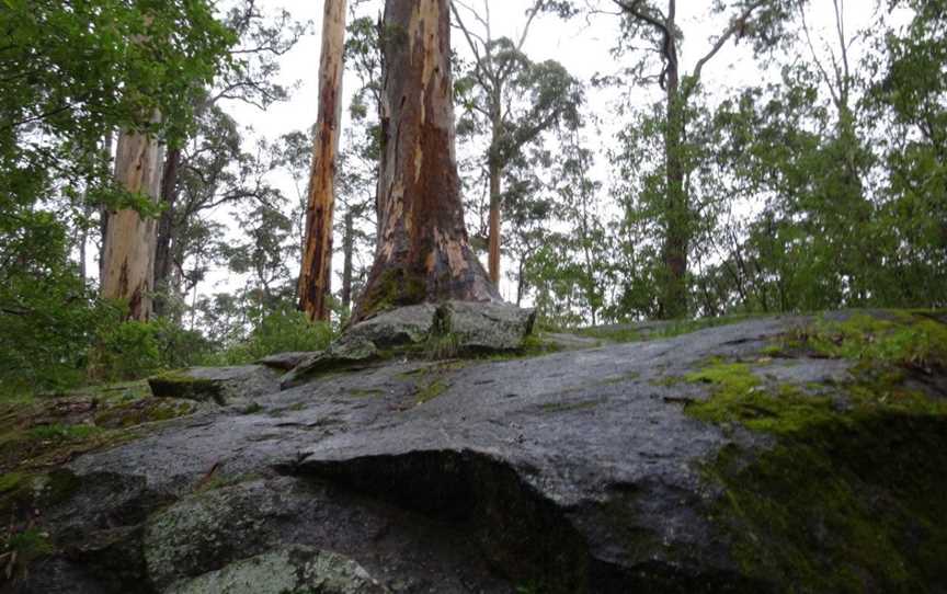 Tree-In-The-Rock