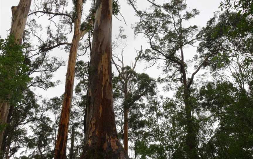 Tree-In-The-Rock