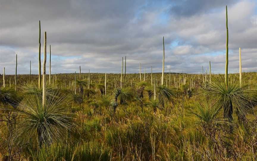 Irwin Lookout