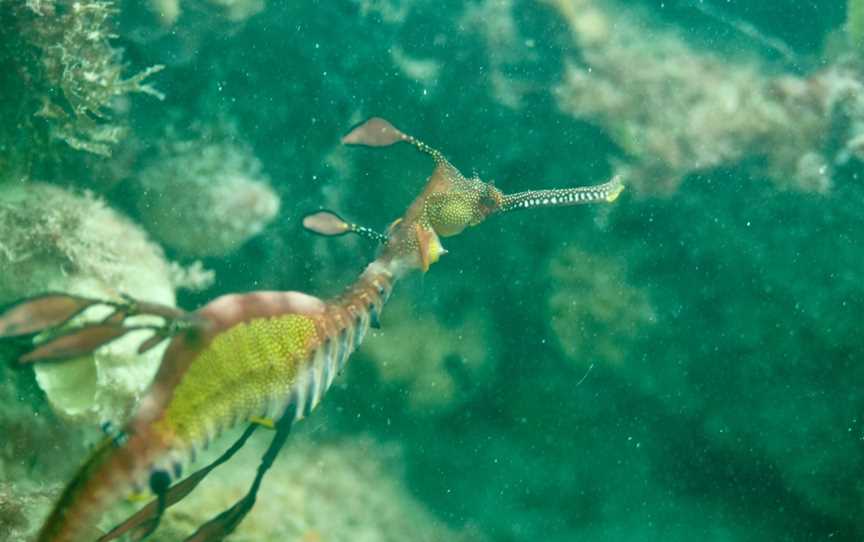 MAAC Dive and Snorkel Trail