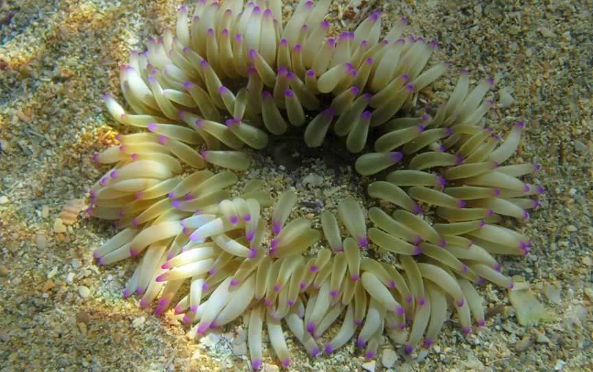 Shoalwater Islands Marine Park