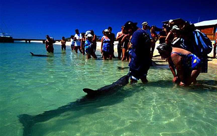 Monkey Mia Dolphins, Attractions in Monkey Mia