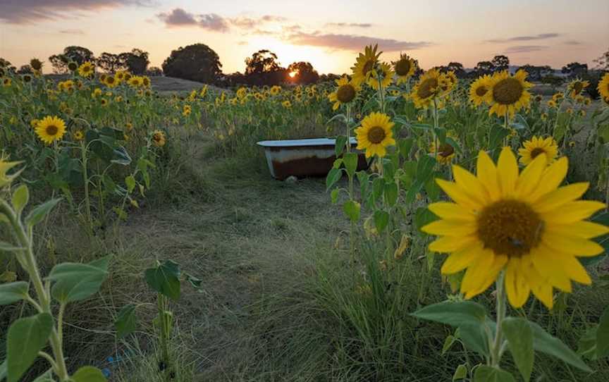 Mudgee Sunflowers and The Old School House 1883, Attractions in Home Rule