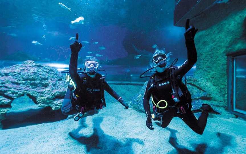 Snorkel with Sharks at AQWA, Attractions in Hillarys