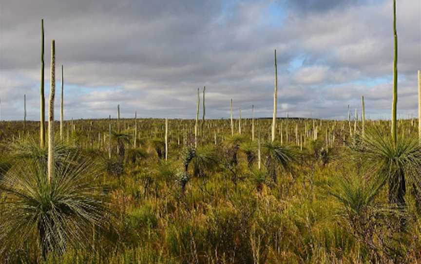 Myalup State Forest, Attractions in Myalup