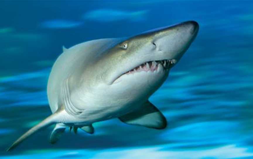 Grey Nurse Shark