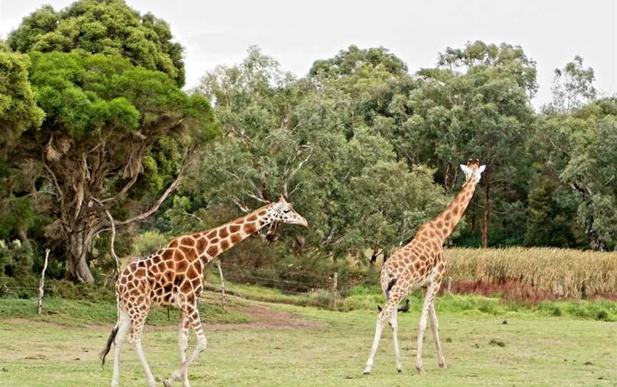 Werribee Open Range Zoo, Werribee South, VIC