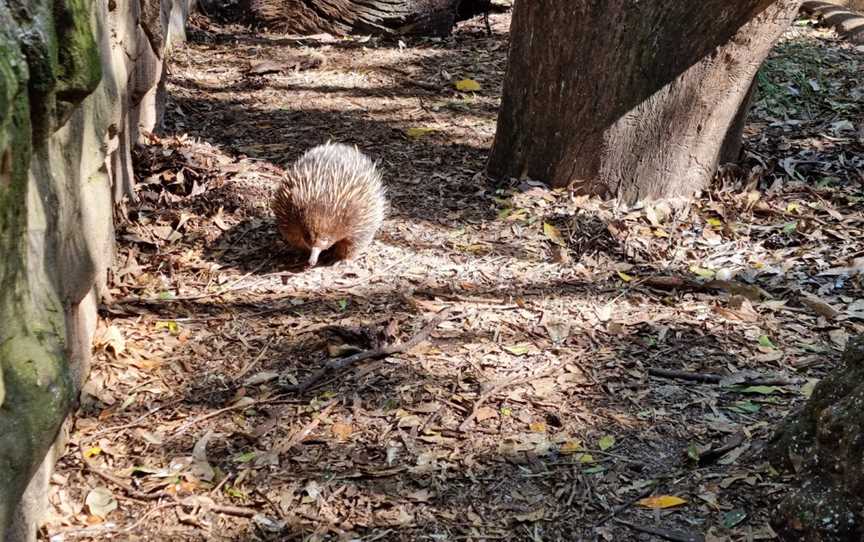 Featherdale Sydney Wildlife Park, Doonside, NSW