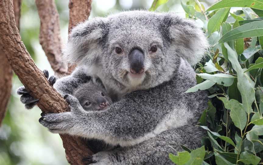 Lone Pine Koala Sanctuary, Fig Tree Pocket, QLD