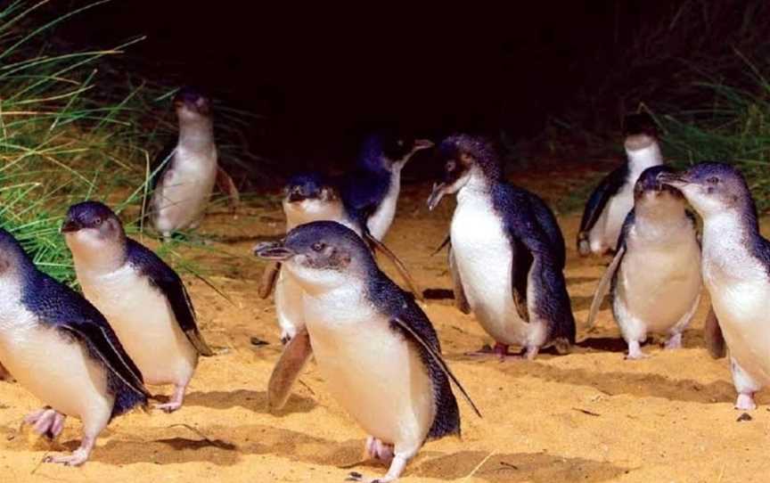 Penguin Parade, Summerlands, VIC