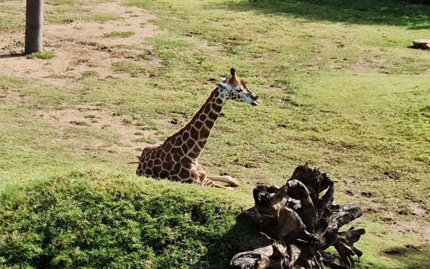 Sydney Zoo, Bungarribee, NSW