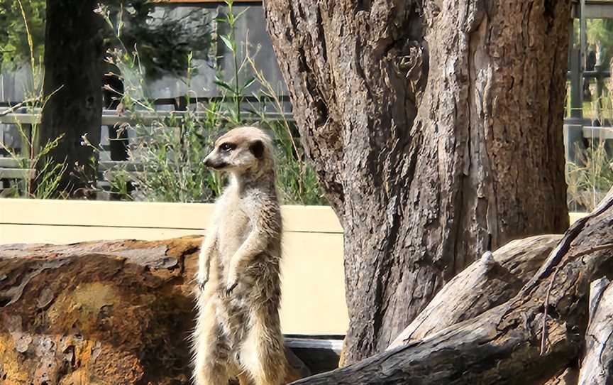 Taronga Western Plains Zoo, Dubbo, NSW