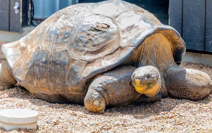 Australian Reptile Park, Somersby, NSW