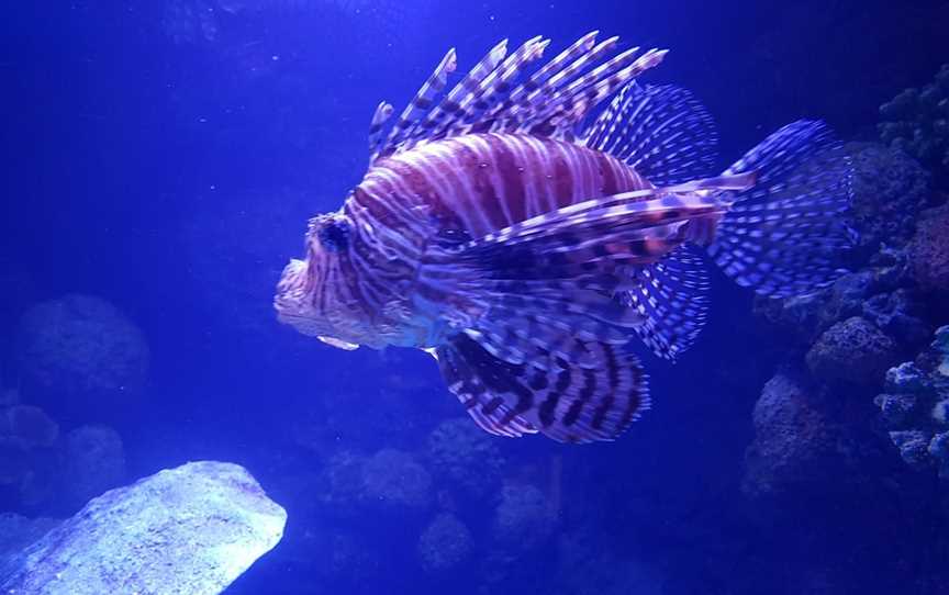 Cairns Aquarium, Cairns City, QLD