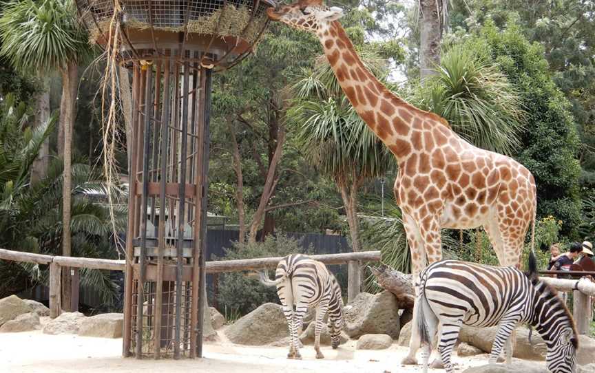 Melbourne Zoo, Parkville, VIC