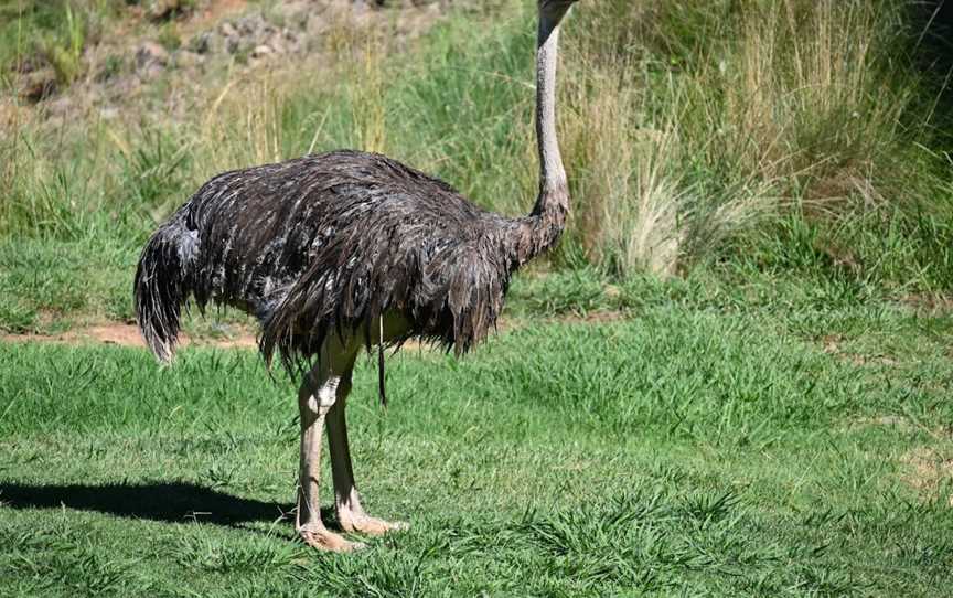 National Zoo & Aquarium, Yarralumla, ACT