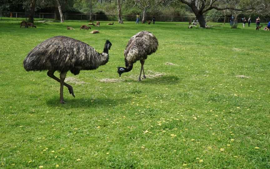 Cleland Conservation Park, Cleland, SA