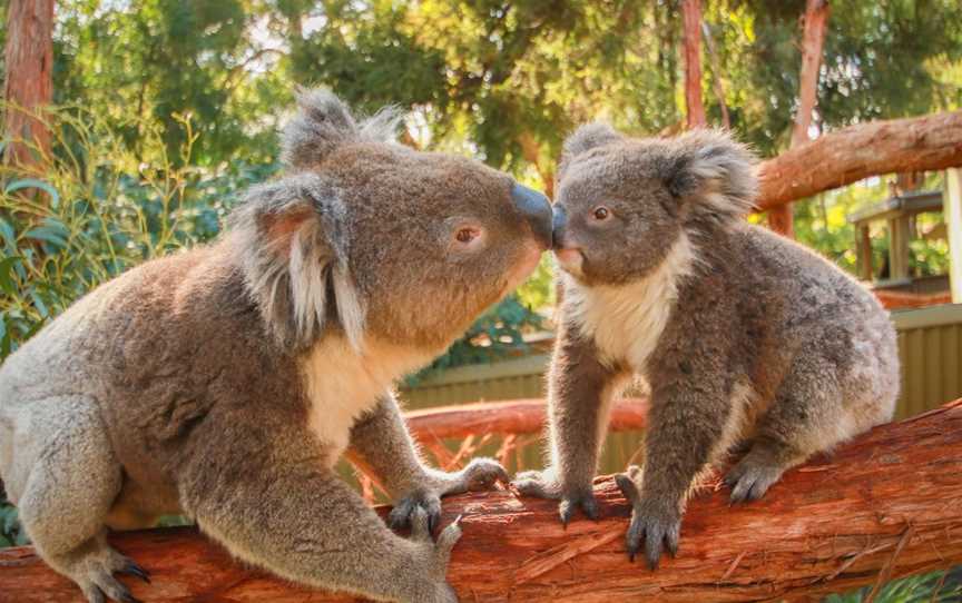 Ballarat Wildlife Park, Ballarat East, VIC