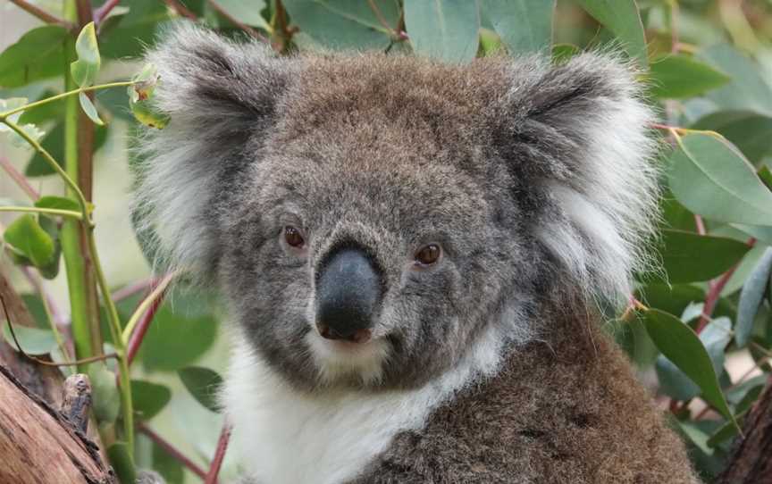 Gorge Wildlife Park, Cudlee Creek, SA