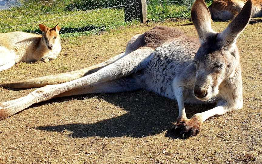 Hunter Valley Wildlife Park, Nulkaba, NSW